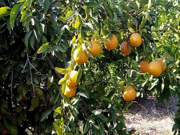 کشاورزی