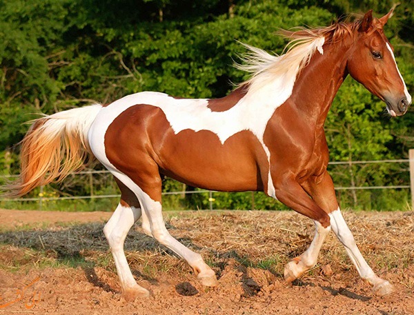 اسب