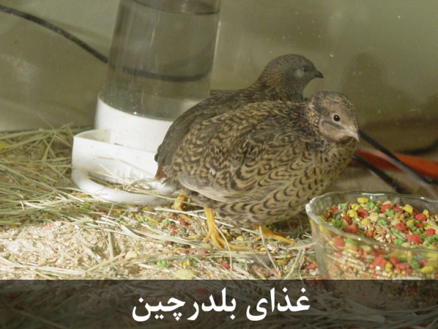 بلدرچین