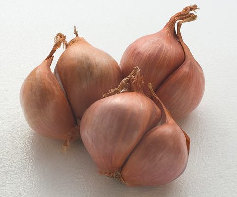 موسیر
