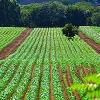 نکات مهم برای مراحل آماده سازی زمین کشاورزی