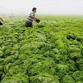 آشنایی با جلبک دریایی و کاربرد آن در کشاورزی