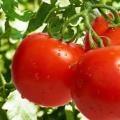 پرورش گوجه فرنگی