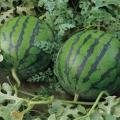 آماده سازی زمین و کاشت بذر برای کشت هندوانه و خربزه گلخانه ای