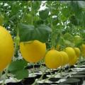 کشت خربزه گلخانه ای