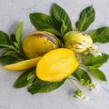 کاشت و پرورش گیاه پوپینو