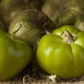 گیاه فیسالیس از نظر گیاه شناسی