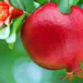 آشنایی با میوه انار برای پرورش آن