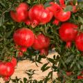 عملیات شخم و هرس انار