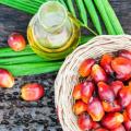 روش های تولید روغن هسته خرما