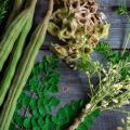 مورینگا، روغن صنعتی یا طلای چرب
