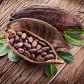 ثمردهی و برداشت میوه کاکائو