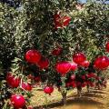 میزان کلرین، مولیبدن و آهن موجود در خاک برای انارهای پرورشی