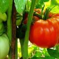 آفات و بیماری های گوجه فرنگی