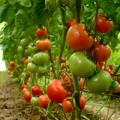 اطلاعاتی درباره کودهای شیمیایی مورد استفاده گوجه فرنگی