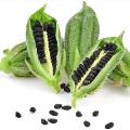 ترخیص کنجد از گمرک