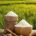 کاشت برنج در شالیزار 