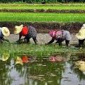تاریخچه برنج و روش های کاشت برنج در شالیزار