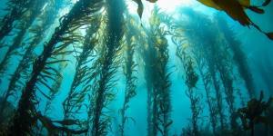 مانع شدن عصاره جلبک دریایی از تولیدمثل ویروس کرونا